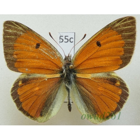 Colias diva Grum-Grshimailo, 1891 China55c